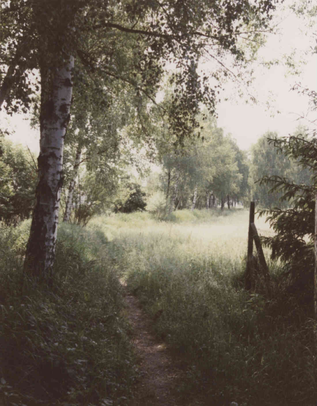 Mühlbach Promenade Birkenbaumpflanzung von dem Verchönerungsverein Stegersbach. Die Birken am Mühlbach am 30. Mai 1995  mit Blick nach Süden. Bild 8