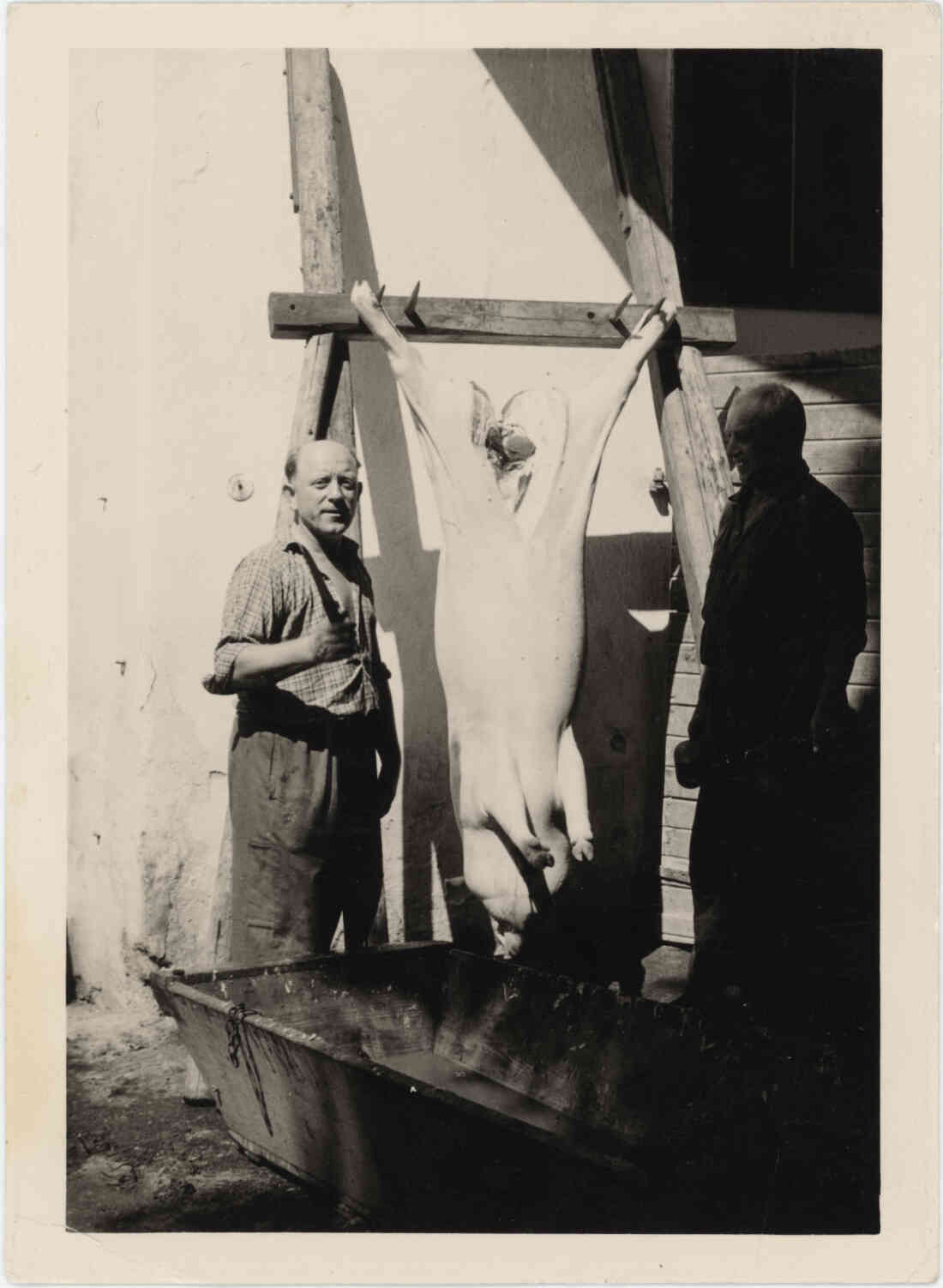 Murlasits Karl und Hermann Novosel beim Schweineschlachten 1956