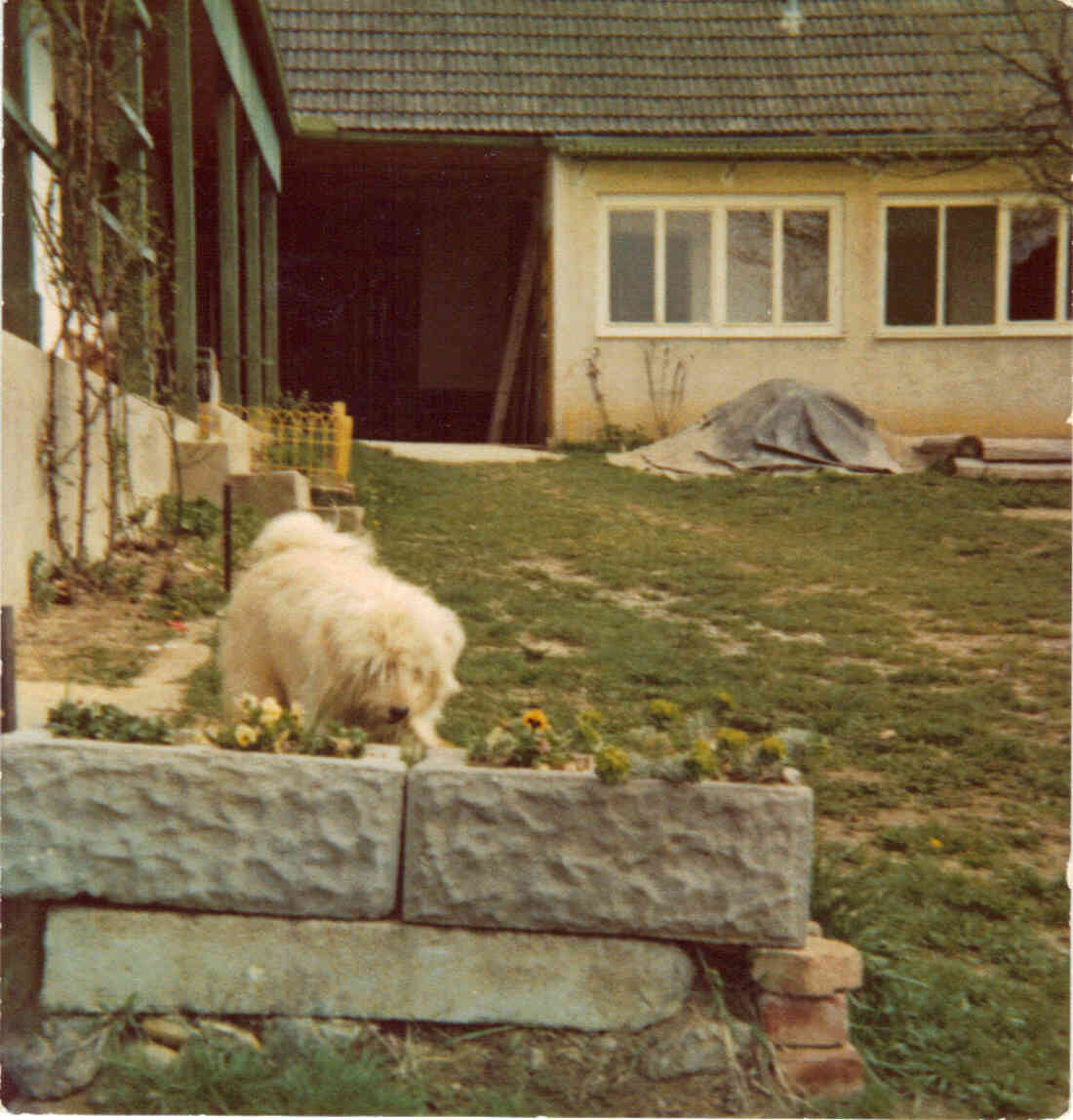 Muffi, der Hund von Rosa Graf im Hofe des Hauses in der Ägidigasse