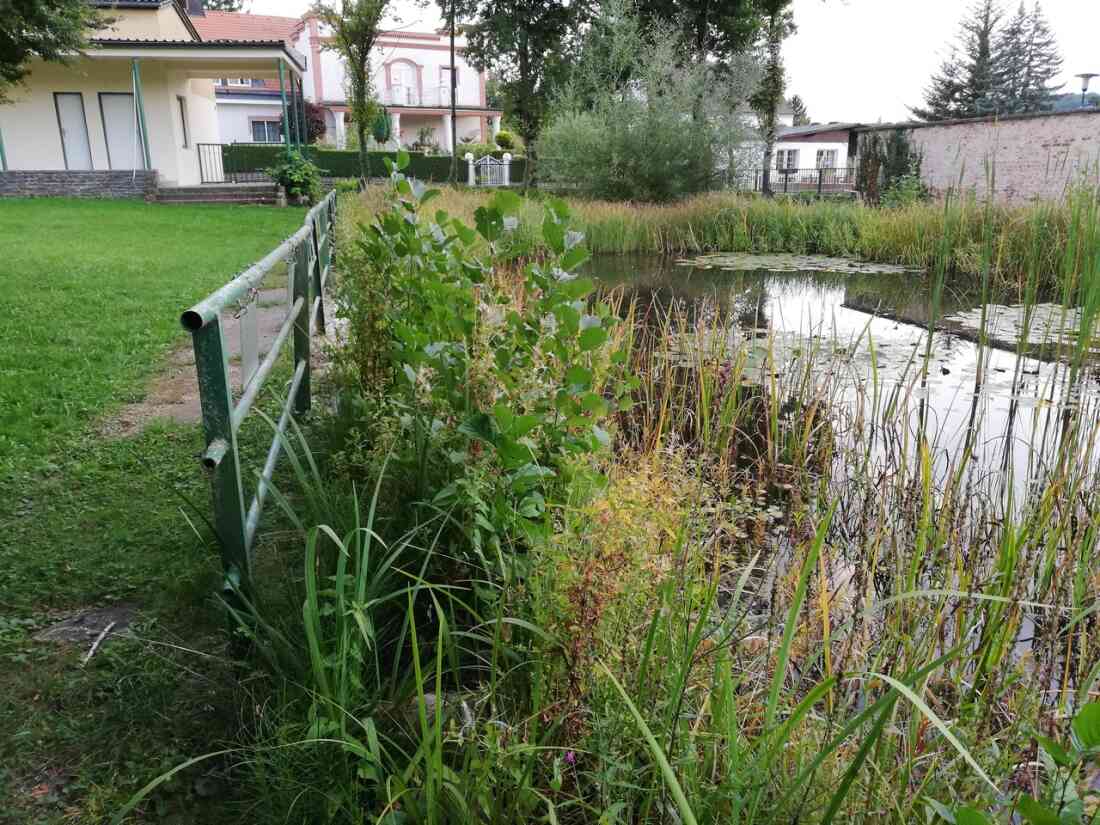 Ehemaliges Schwimmbad, nun ein Biotop der Mittelschule Stegersbach in der Kastellstraße 1