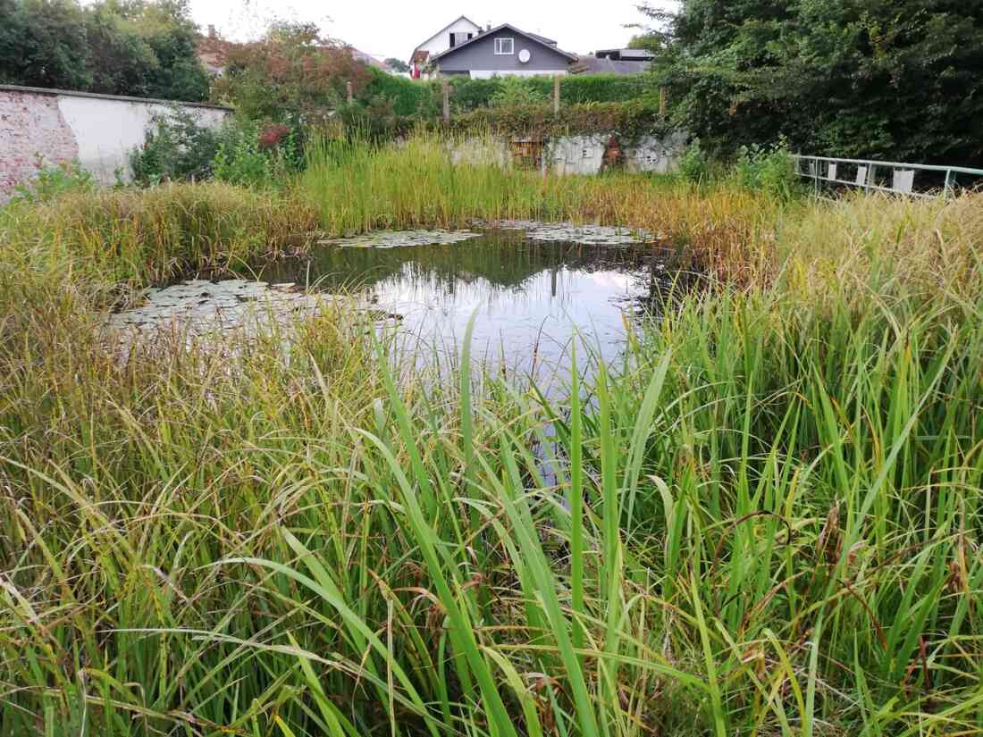 Ehemaliges Schwimmbad, nun ein Biotop der Mittelschule Stegersbach in der Kastellstraße 1