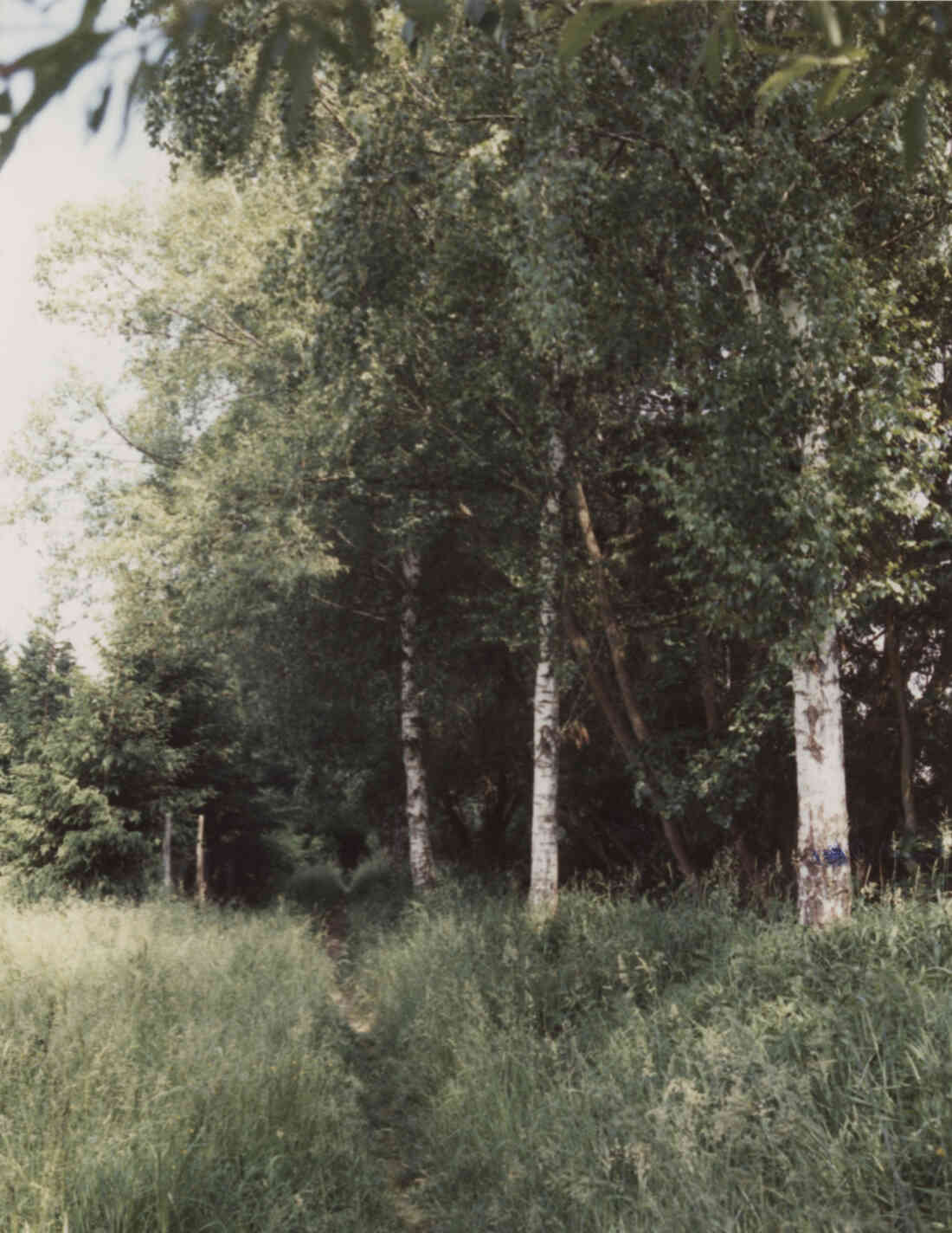 Mühlbach Promenade Birkenbaumpflanzung von dem Verchönerungsverein Stegersbach. Die Birken am Mühlbach am 30. Mai 1995  mit Blick nach Norden. Bild 7