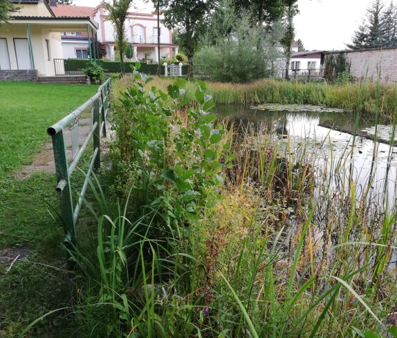 Ehemaliges Schwimmbad, nun ein Biotop der Mittelschule Stegersbach in der Kastellstraße 1