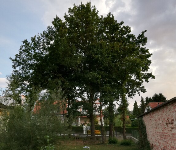 Ehemaliges Schwimmbad, nun ein Biotop der Mittelschule Stegersbach in der Kastellstraße 1