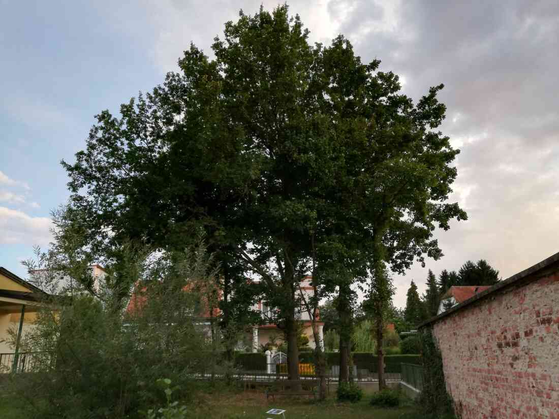 Ehemaliges Schwimmbad, nun ein Biotop der Mittelschule Stegersbach in der Kastellstraße 1