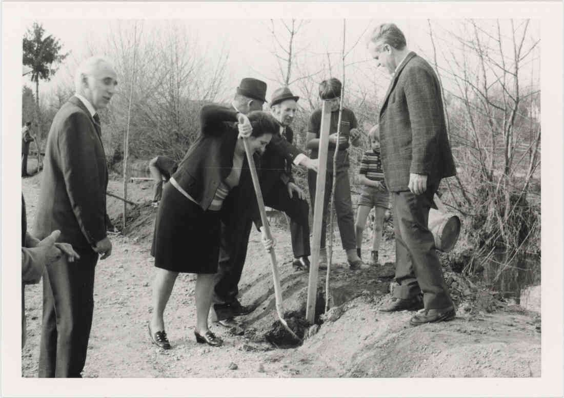 Mühlbach Promenade Birkenbaumpflanzung am 23.03.1974, von dem Verschönerungsverein Stegersbach, Bild 1